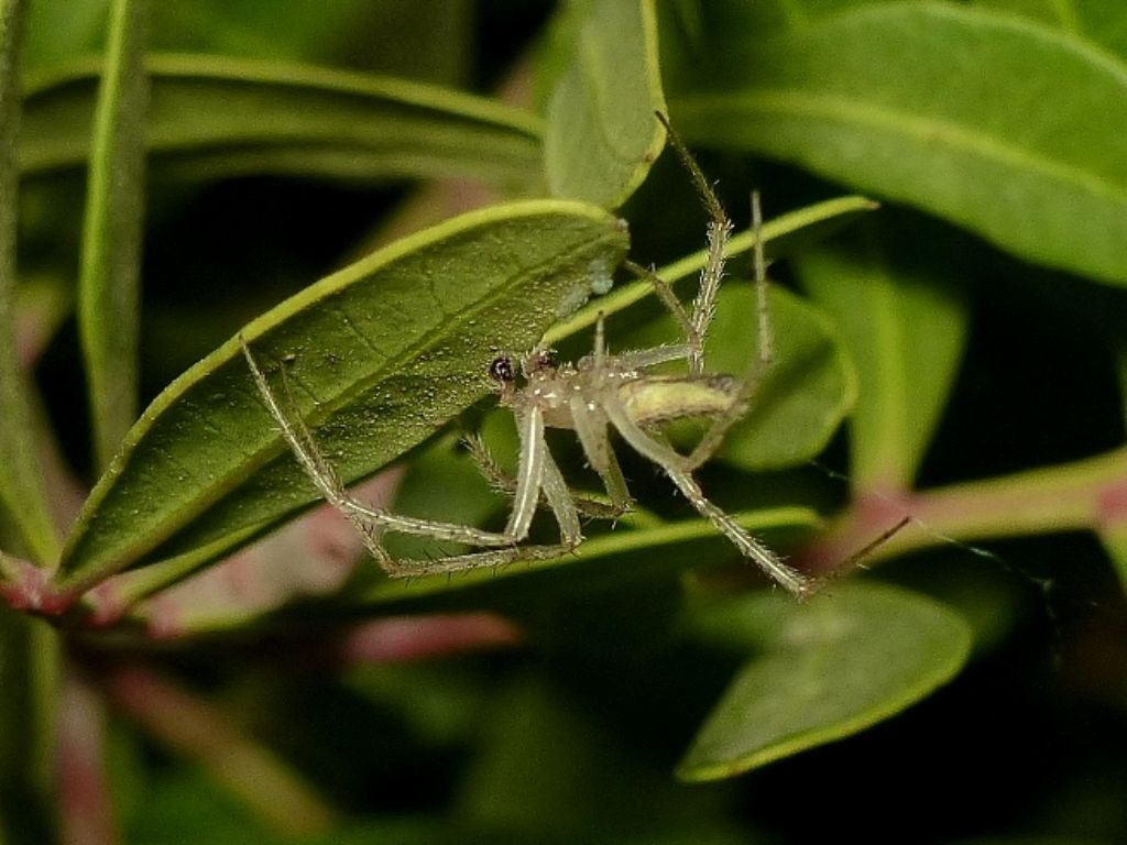 Lipocrea epeiroides - S. Teresa Gallura (OT)